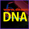 DNA肢